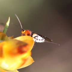 Braconidae (family) at Red Hill to Yarralumla Creek - 29 Jan 2024