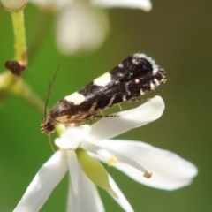 Glyphipterix chrysoplanetis (A Sedge Moth) at Hughes, ACT - 29 Jan 2024 by LisaH