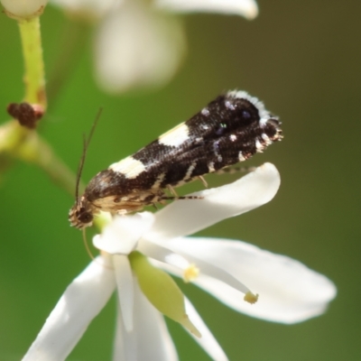 Glyphipterix chrysoplanetis (A Sedge Moth) at Hughes, ACT - 29 Jan 2024 by LisaH