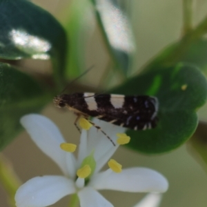 Glyphipterix chrysoplanetis at Red Hill to Yarralumla Creek - 29 Jan 2024 06:25 PM