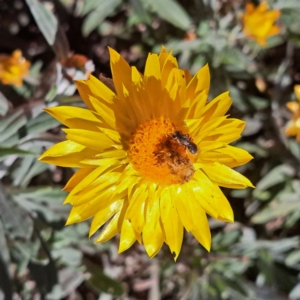 Lasioglossum (Chilalictus) sp. (genus & subgenus) at Watson, ACT - 27 Jan 2024 05:52 PM