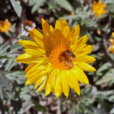 Lasioglossum (Chilalictus) sp. (genus & subgenus) (Halictid bee) at Watson, ACT - 27 Jan 2024 by abread111