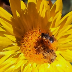 Lasioglossum (Chilalictus) sp. (genus & subgenus) at Watson, ACT - 27 Jan 2024 05:52 PM