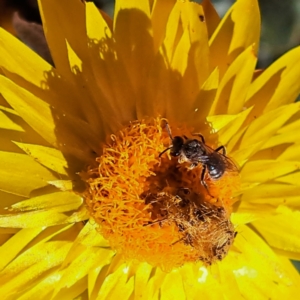 Lasioglossum (Chilalictus) sp. (genus & subgenus) at Watson, ACT - 27 Jan 2024