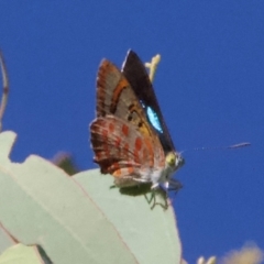 Hypochrysops delicia (Moonlight Jewel) at Mount Ainslie - 29 Jan 2024 by Pirom