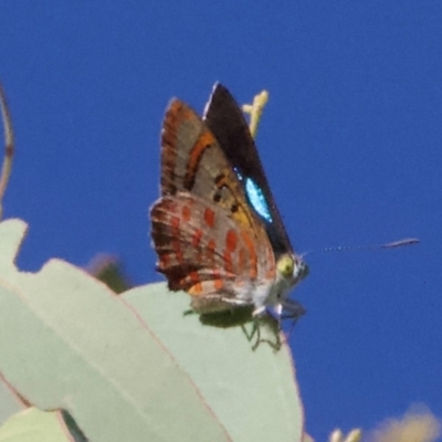 Hypochrysops delicia (Moonlight Jewel) at Ainslie, ACT - 29 Jan 2024 by Pirom