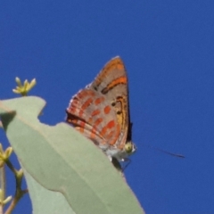 Hypochrysops delicia at Mount Ainslie - 29 Jan 2024