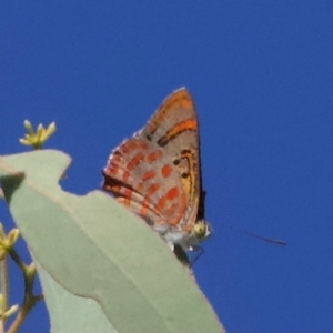 Hypochrysops delicia at Mount Ainslie - 29 Jan 2024