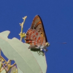 Hypochrysops delicia at Mount Ainslie - 29 Jan 2024