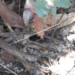 Vespula germanica (European Wasp, German Yellowjacket Wasp) at Tidbinbilla Nature Reserve - 29 Jan 2024 by HelenCross