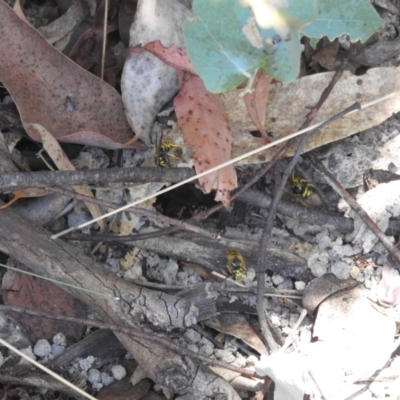 Vespula germanica (European Wasp, German Yellowjacket Wasp) at Tidbinbilla Nature Reserve - 29 Jan 2024 by HelenCross
