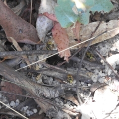 Vespula germanica (European wasp) at Tidbinbilla Nature Reserve - 29 Jan 2024 by HelenCross