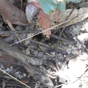 Vespula germanica at Tidbinbilla Nature Reserve - 29 Jan 2024 01:35 PM