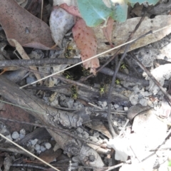 Vespula germanica at Tidbinbilla Nature Reserve - 29 Jan 2024