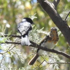 Myiagra cyanoleuca (Satin Flycatcher) at Tidbinbilla Nature Reserve - 29 Jan 2024 by HelenCross