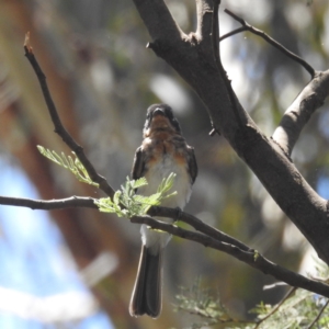 Myiagra cyanoleuca at Tidbinbilla Nature Reserve - 29 Jan 2024