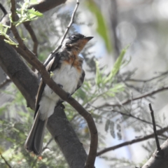 Myiagra cyanoleuca at Tidbinbilla Nature Reserve - 29 Jan 2024