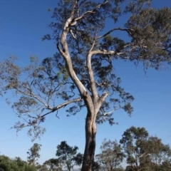 Eucalyptus melliodora (Yellow Box) at Watson, ACT - 29 Jan 2024 by AniseStar