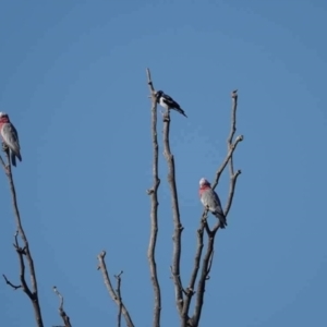 Eolophus roseicapilla at Watson Green Space - 29 Jan 2024