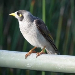 Manorina melanocephala (Noisy Miner) at Watson, ACT - 29 Jan 2024 by AniseStar