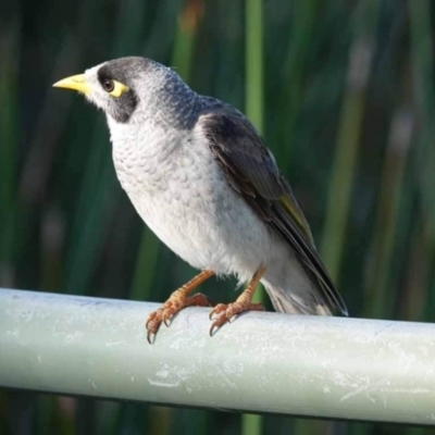 Manorina melanocephala (Noisy Miner) at Watson Green Space - 29 Jan 2024 by AniseStar