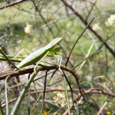 Orthodera ministralis (Green Mantid) at Yarralumla, ACT - 28 Jan 2024 by abread111