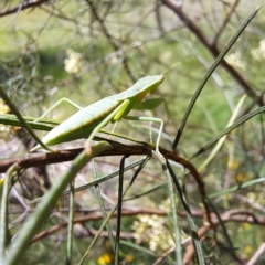 Orthodera ministralis at Yarralumla, ACT - 28 Jan 2024