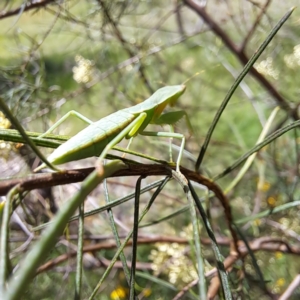 Orthodera ministralis at Yarralumla, ACT - 28 Jan 2024 03:09 PM