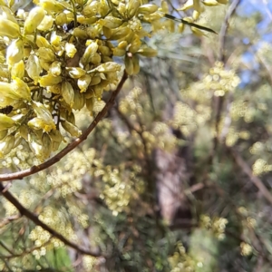 Mordellidae (family) at Yarralumla, ACT - 28 Jan 2024 03:12 PM