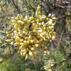 Mordellidae (family) at Yarralumla, ACT - 28 Jan 2024 03:12 PM