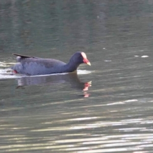 Gallinula tenebrosa at Watson Green Space - 29 Jan 2024