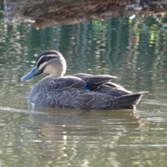 Chenonetta jubata (Australian Wood Duck) at Watson, ACT - 29 Jan 2024 by AniseStar