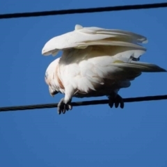 Cacatua sanguinea (Little Corella) at Watson, ACT - 29 Jan 2024 by AniseStar