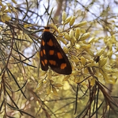 Asura cervicalis (Spotted Lichen Moth) at Yarralumla, ACT - 28 Jan 2024 by abread111