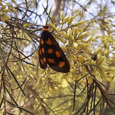 Asura cervicalis (Spotted Lichen Moth) at Yarralumla, ACT - 28 Jan 2024 by abread111