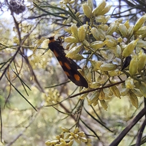 Asura cervicalis at Yarralumla, ACT - 28 Jan 2024 03:14 PM