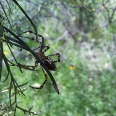 Unidentified Spider (Araneae) at Yarralumla, ACT - 28 Jan 2024 by abread111