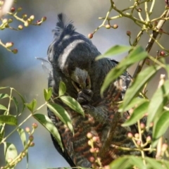 Callocephalon fimbriatum (Gang-gang Cockatoo) at Watson, ACT - 29 Jan 2024 by AniseStar