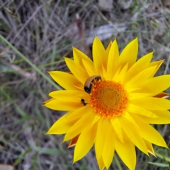 Unidentified Insect at Yarralumla, ACT - 28 Jan 2024 by abread111