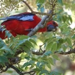 Platycercus elegans (Crimson Rosella) at Watson Green Space - 29 Jan 2024 by AniseStar