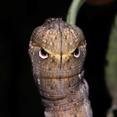 Theretra latreillii (Pale Brown Hawk Moth) at Capalaba, QLD - 27 Jan 2024 by TimL