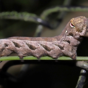 Theretra latreillii at Capalaba, QLD - 27 Jan 2024