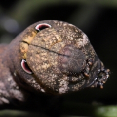 Theretra latreillii at Capalaba, QLD - 27 Jan 2024