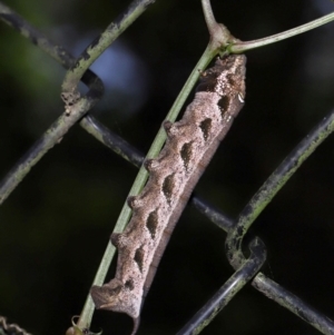 Theretra latreillii at Capalaba, QLD - 27 Jan 2024