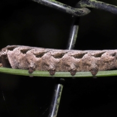 Theretra latreillii at Capalaba, QLD - 27 Jan 2024