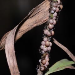 Unidentified Scale insect or Mealybug (Hemiptera, Coccoidea) at Capalaba, QLD - 26 Jan 2024 by TimL