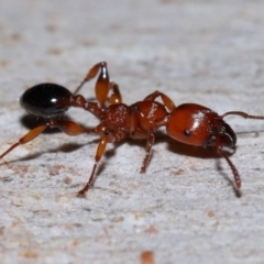 Podomyrma gratiosa (Muscleman tree ant) at Capalaba, QLD - 27 Jan 2024 by TimL