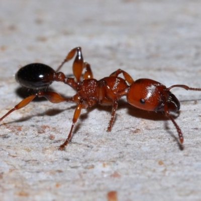 Unidentified Ant (Hymenoptera, Formicidae) at Capalaba, QLD - 26 Jan 2024 by TimL