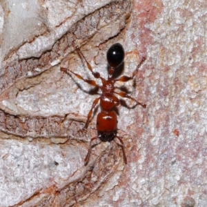 Podomyrma gratiosa at Capalaba, QLD - 27 Jan 2024 10:30 AM