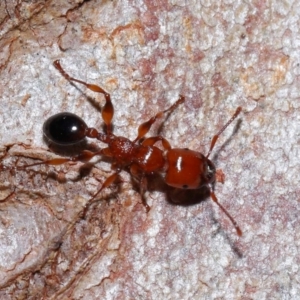 Podomyrma gratiosa at Capalaba, QLD - 27 Jan 2024 10:30 AM